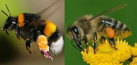 bumblebee honeybee