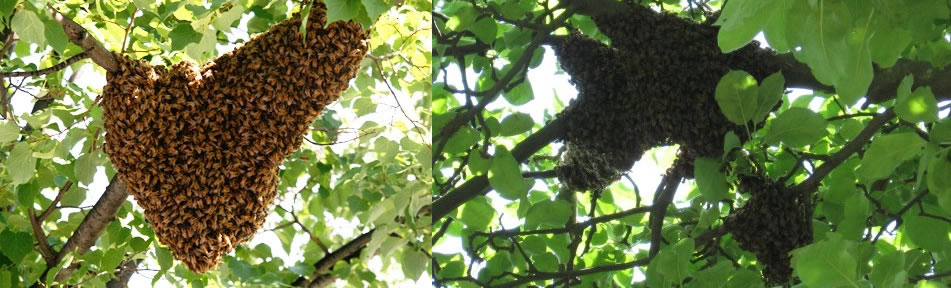 honeybeeswarms